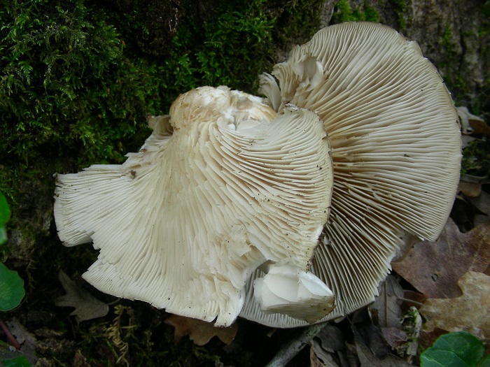 972 Marzo vecchio ritrovamento